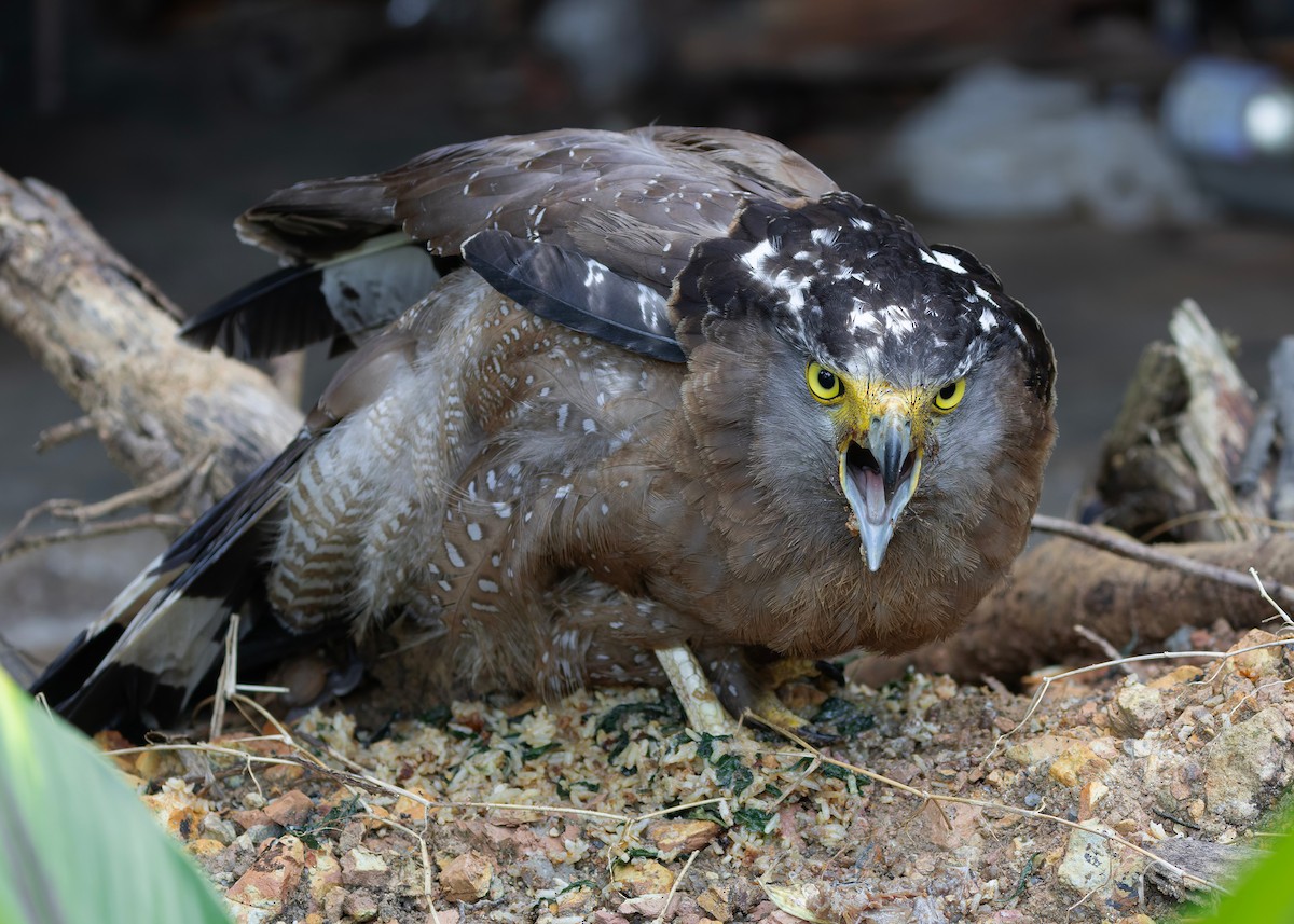 Хохлатый змееяд [группа cheela] - ML645150780