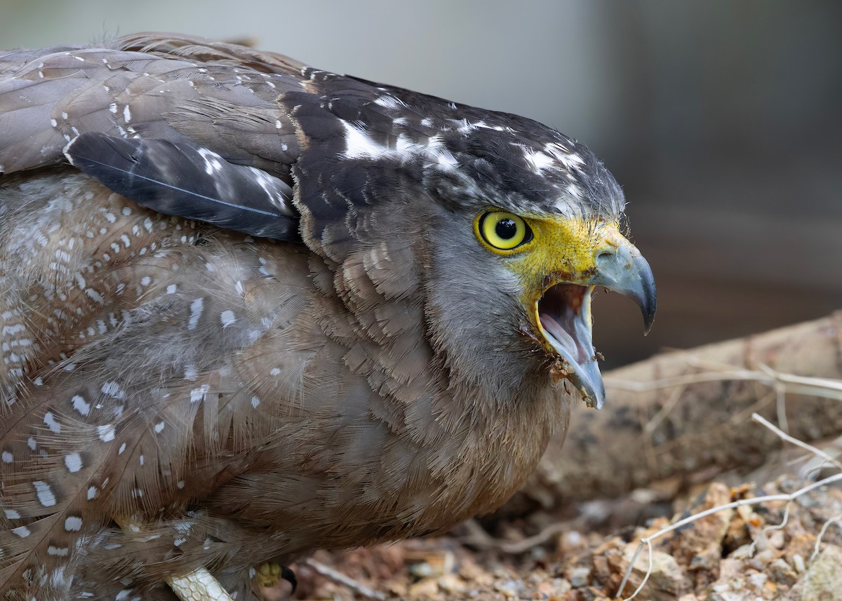 Хохлатый змееяд [группа cheela] - ML645150781