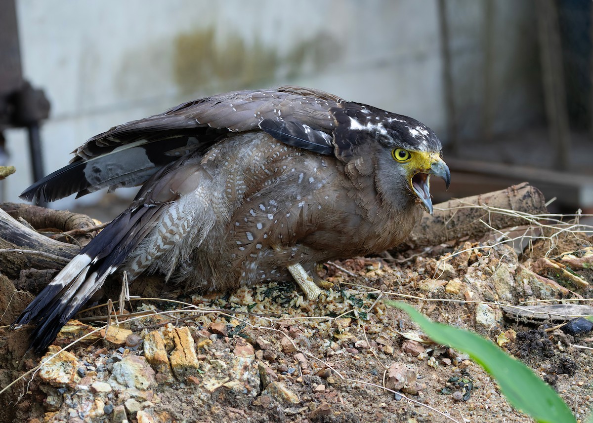 Хохлатый змееяд [группа cheela] - ML645150782