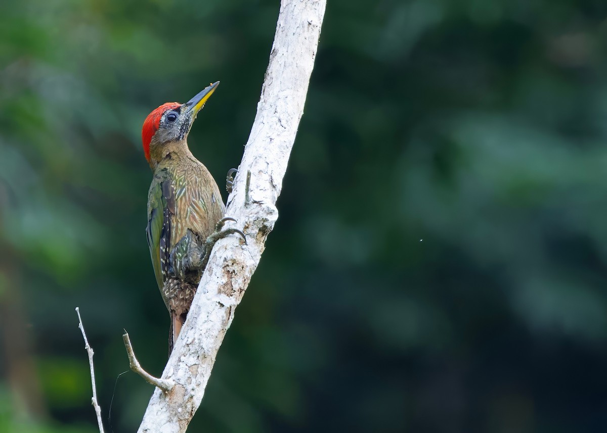 Streak-breasted Woodpecker - ML645150785