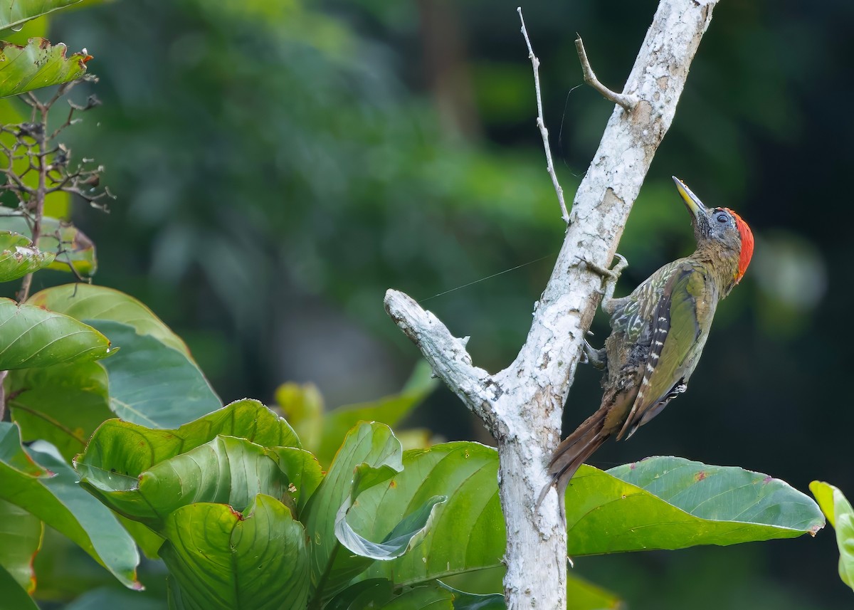 Streak-breasted Woodpecker - ML645150786