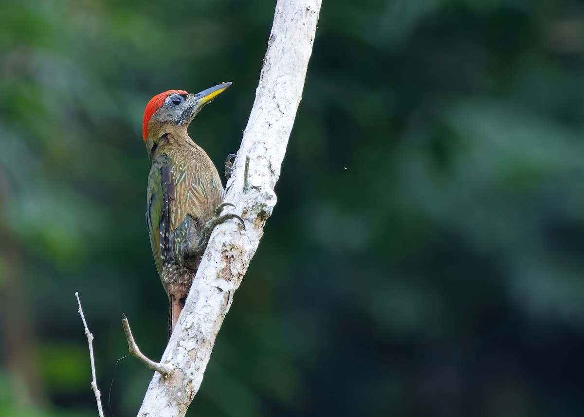 Streak-breasted Woodpecker - ML645150787