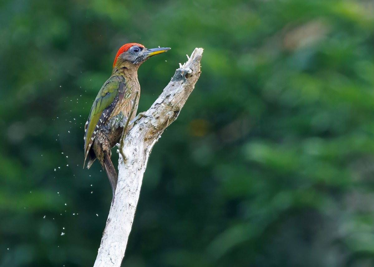 Streak-breasted Woodpecker - ML645150788