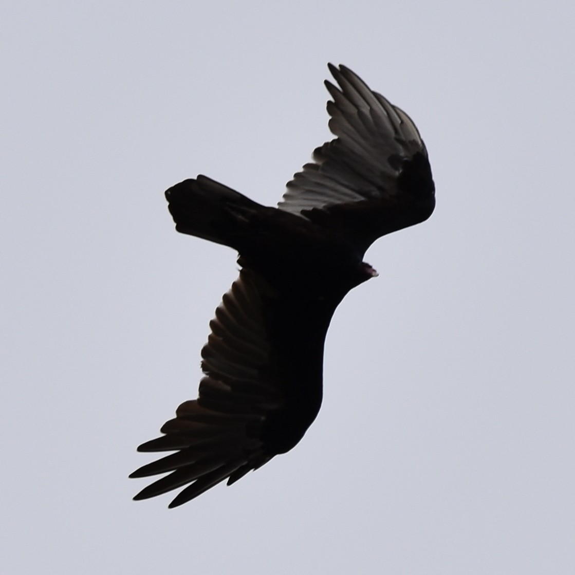 Turkey Vulture - ML645150812