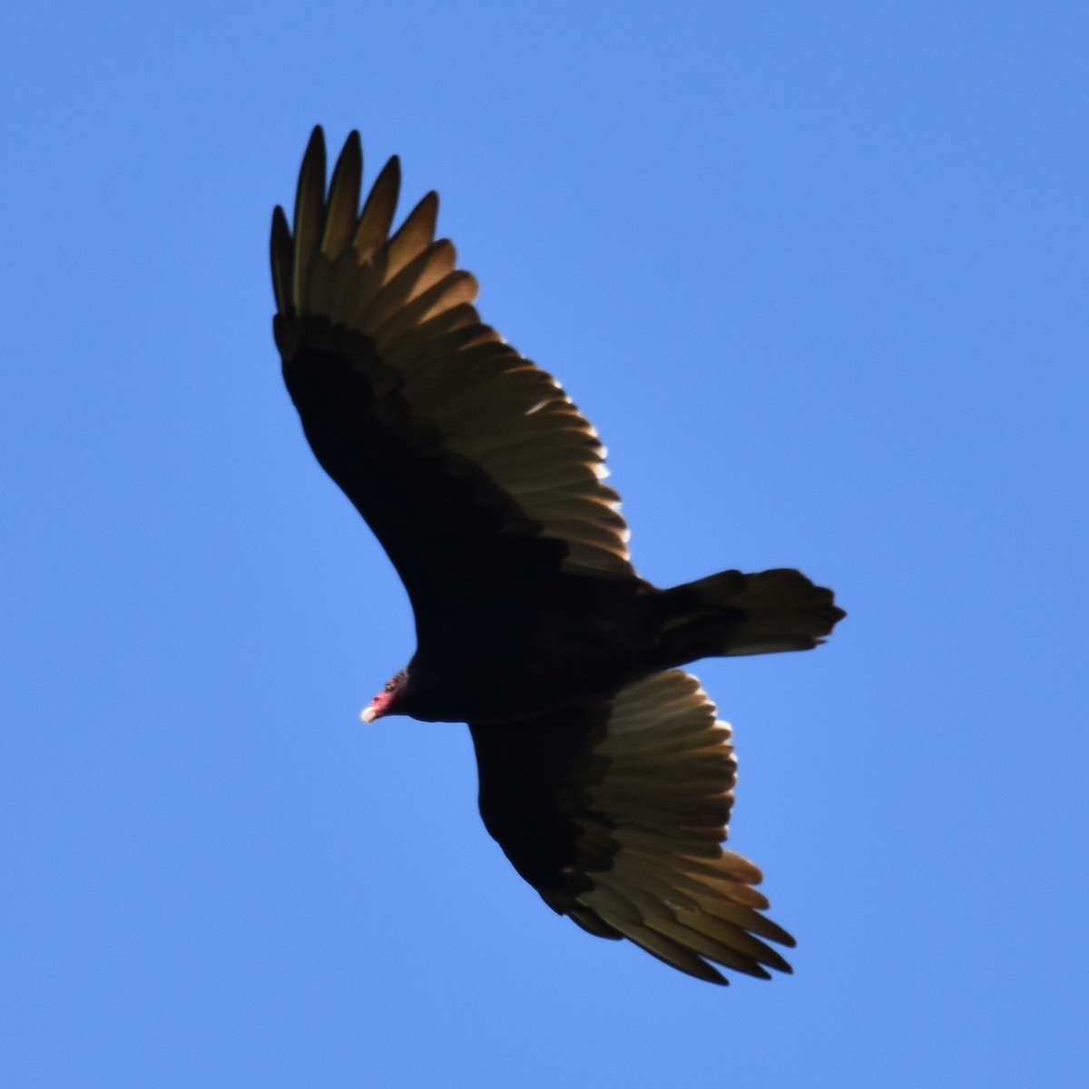 Turkey Vulture - ML645150813