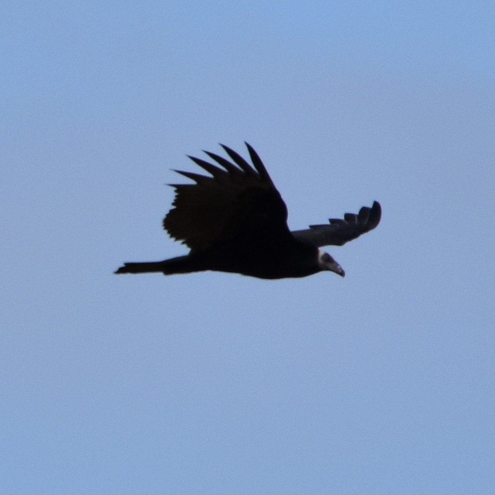 Turkey Vulture - ML645150818