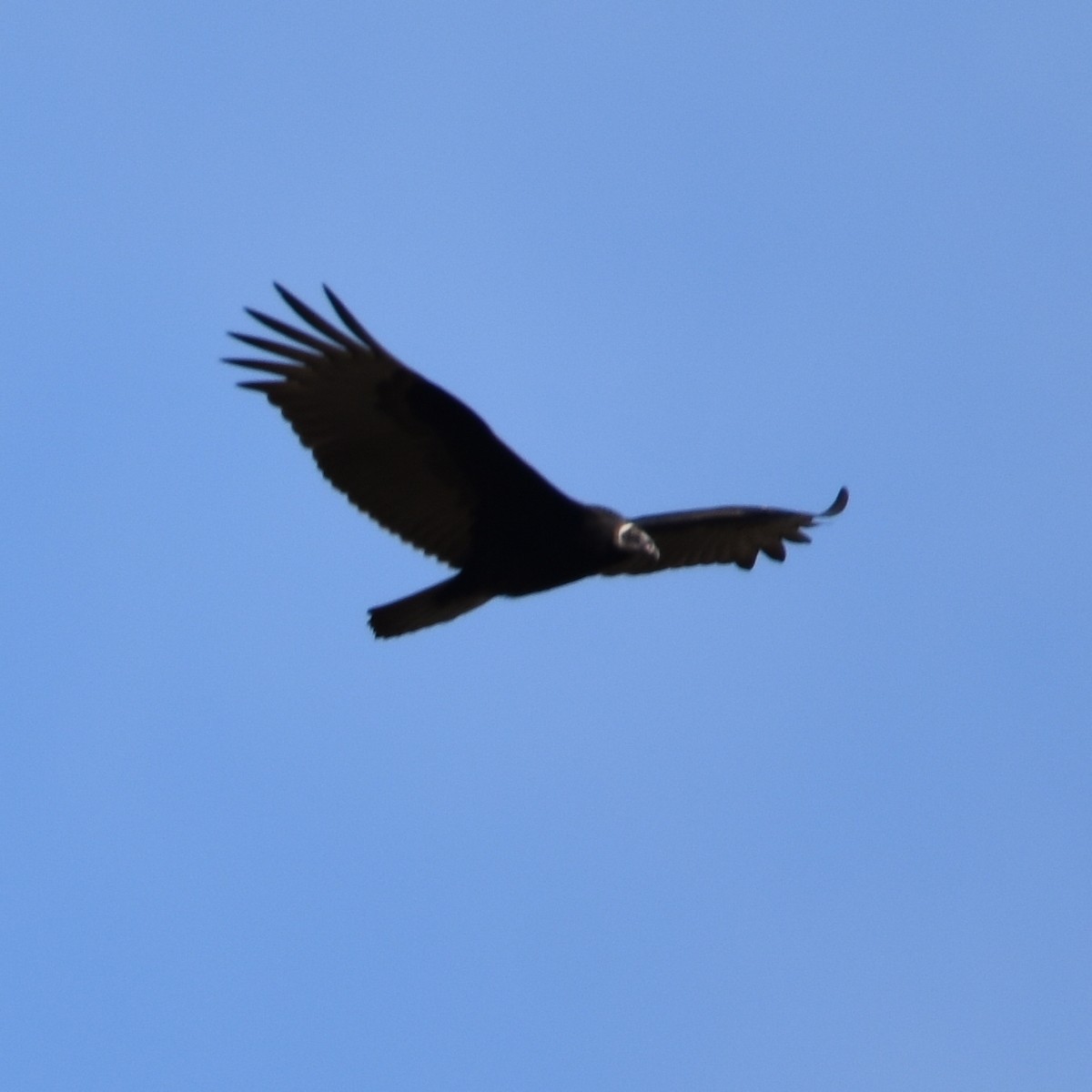 Turkey Vulture - ML645150821