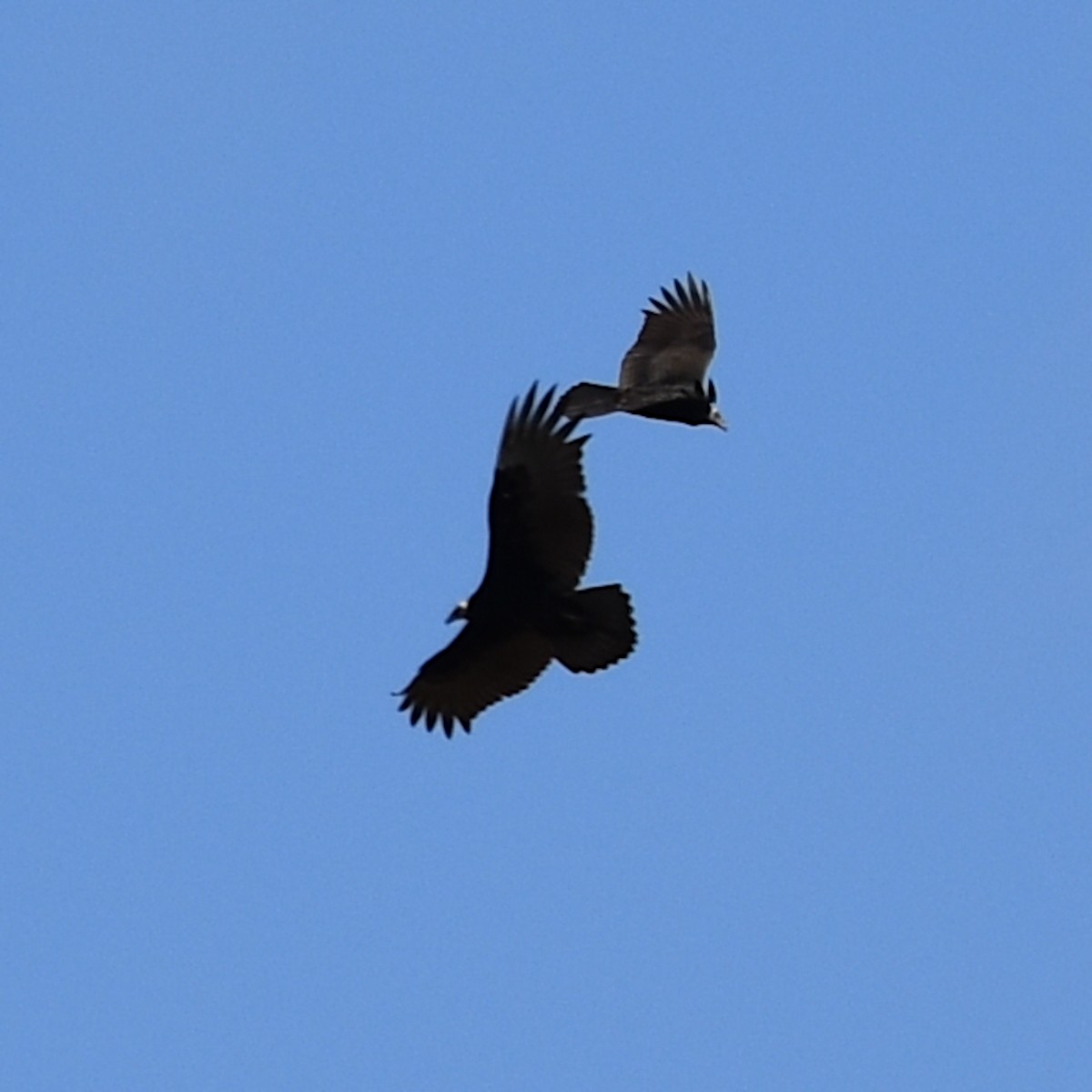 Turkey Vulture - ML645150822