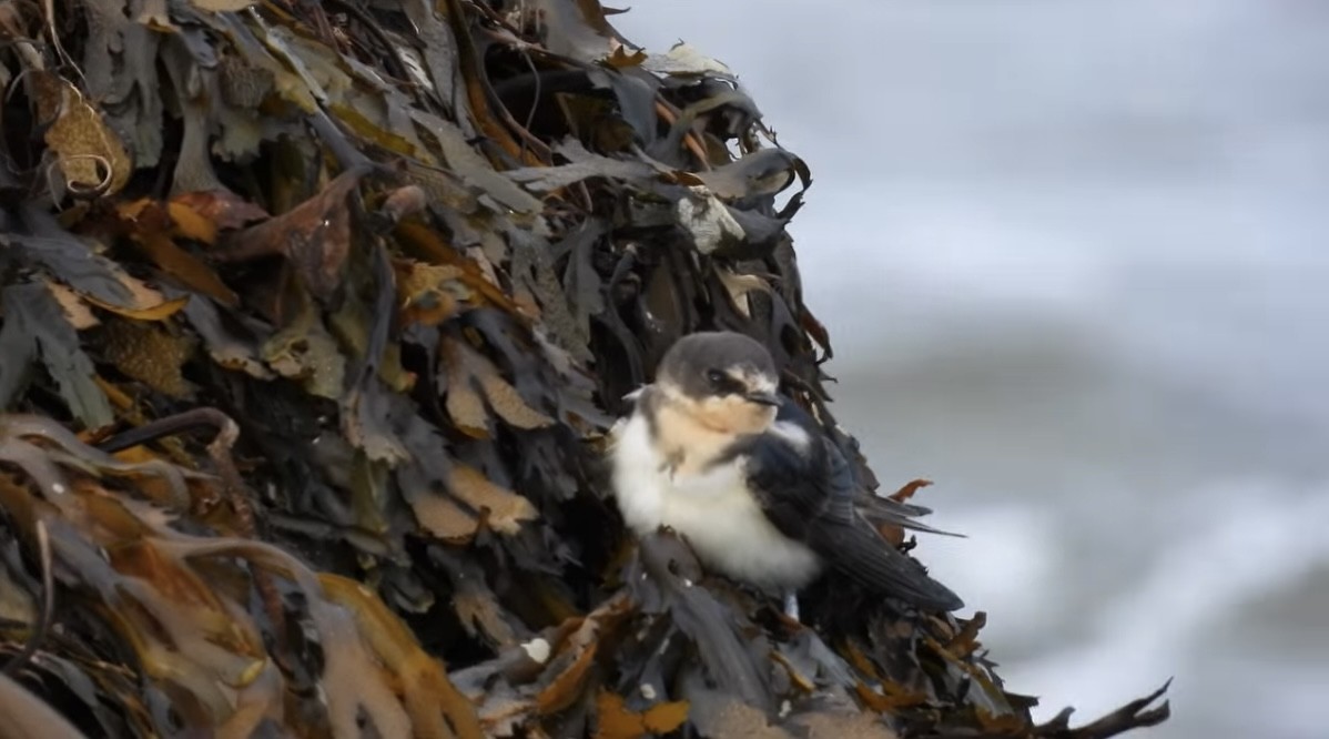 家燕 - ML645150828