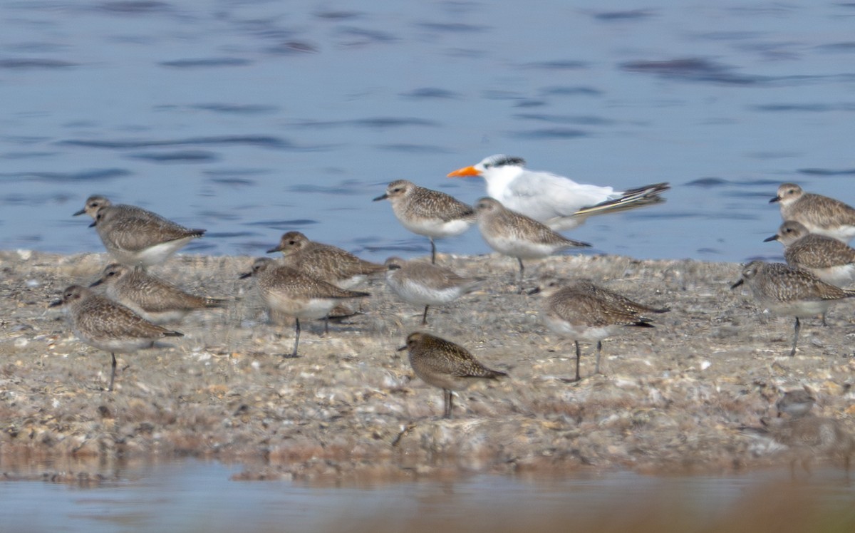 American Golden-Plover - ML645150834