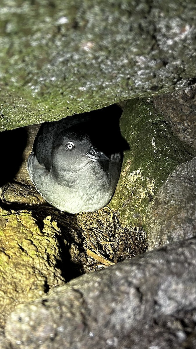 Cassin's Auklet - ML645150852