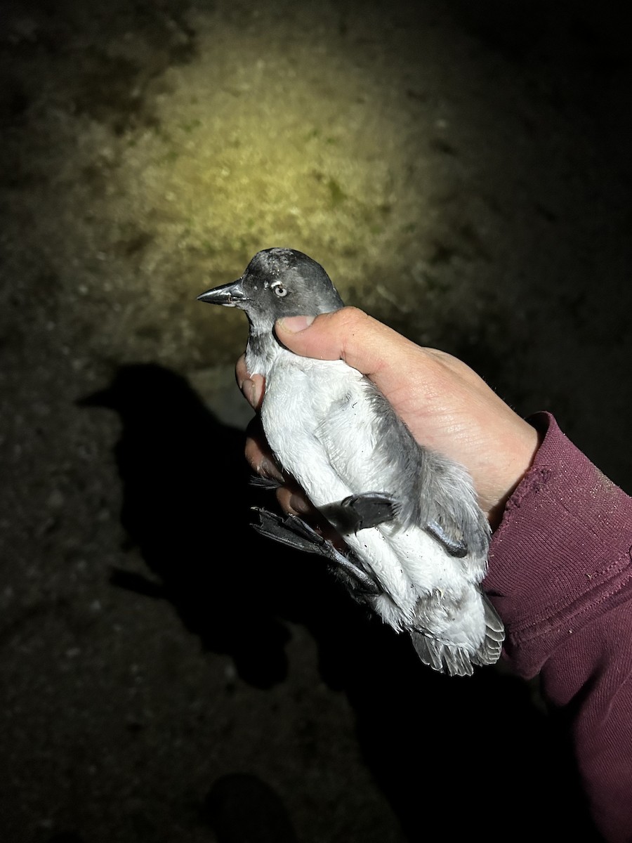 Cassin's Auklet - ML645150853