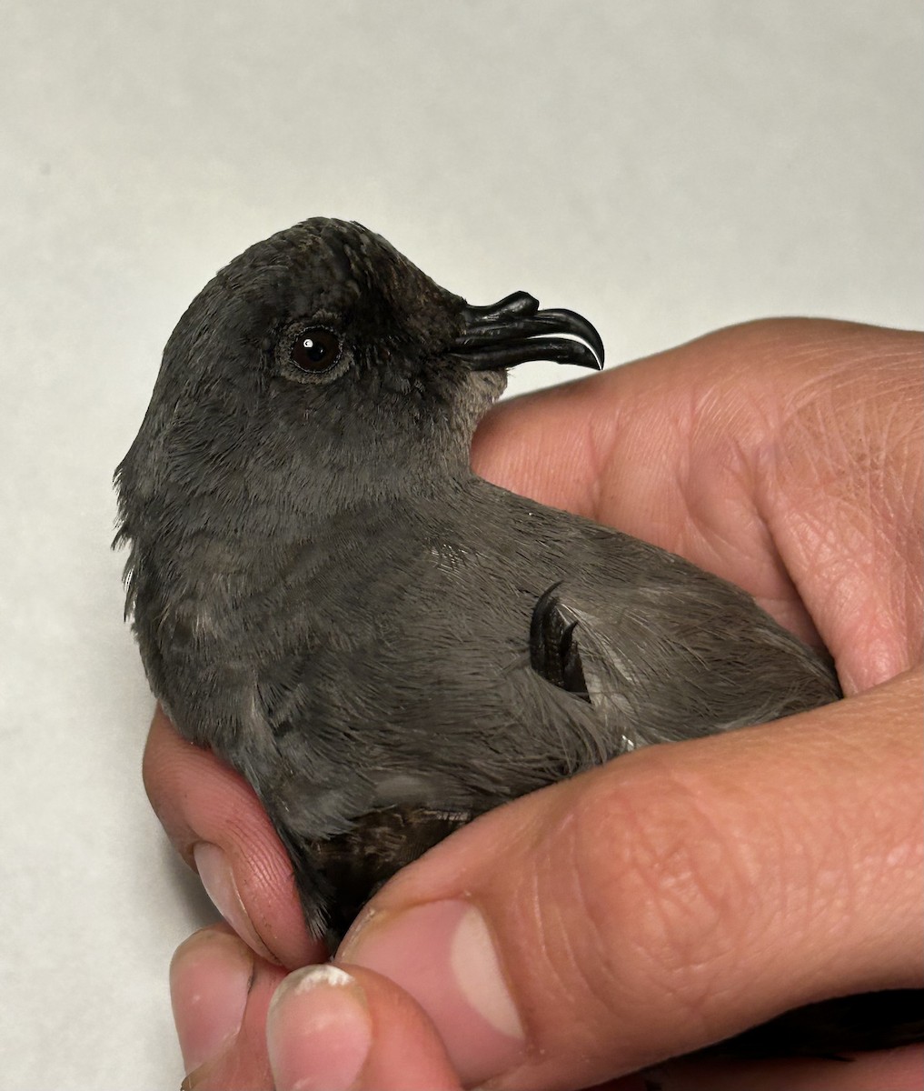 Ashy Storm-Petrel - ML645150858