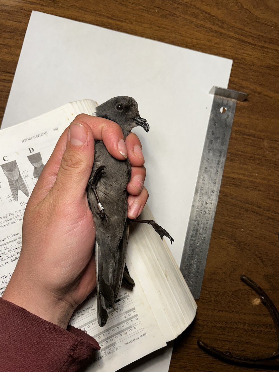 Ashy Storm-Petrel - ML645150859