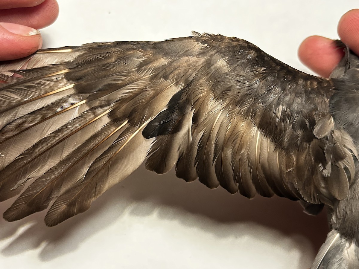 Ashy Storm-Petrel - ML645150860