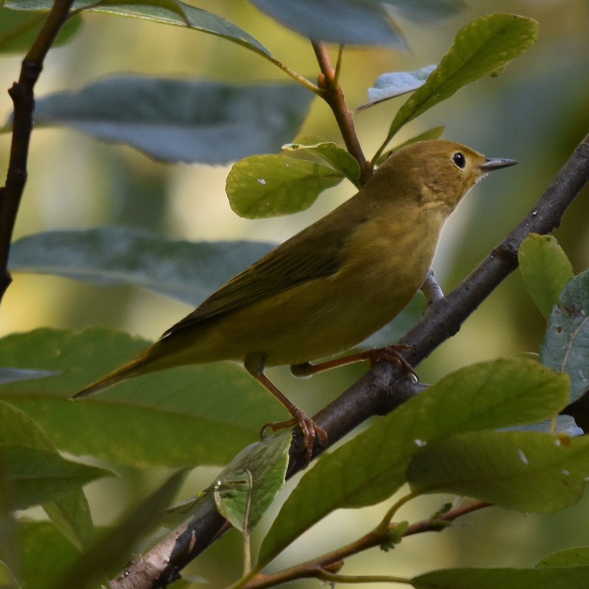 Northern Yellow Warbler - ML645150865