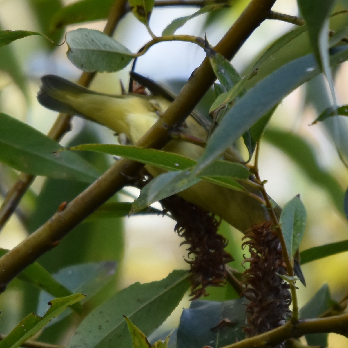 Northern Yellow Warbler - ML645150867