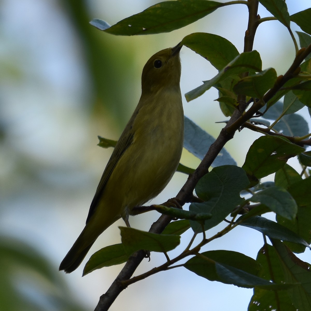 Northern Yellow Warbler - ML645150869