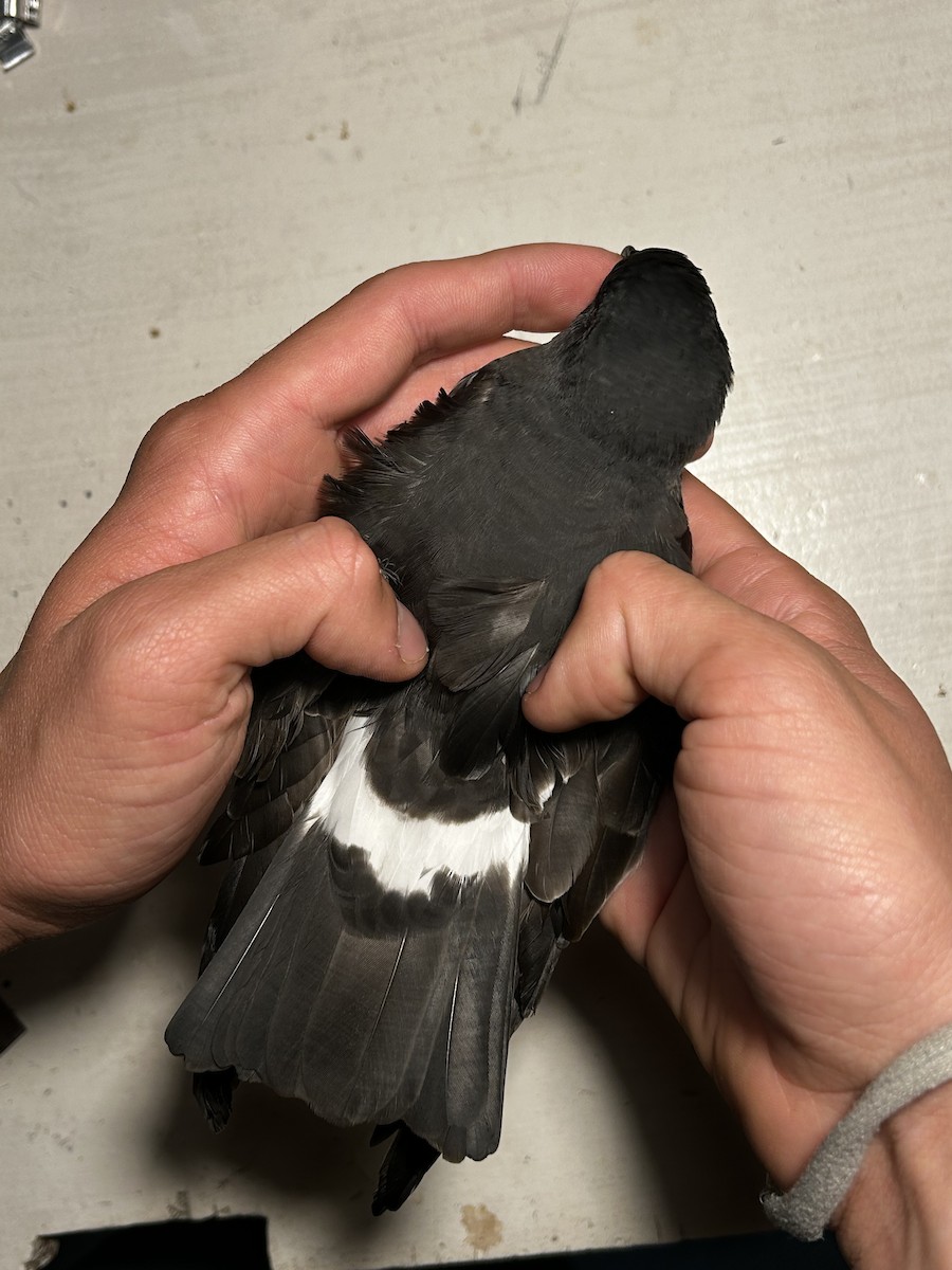 Band-rumped Storm-Petrel - ML645150876