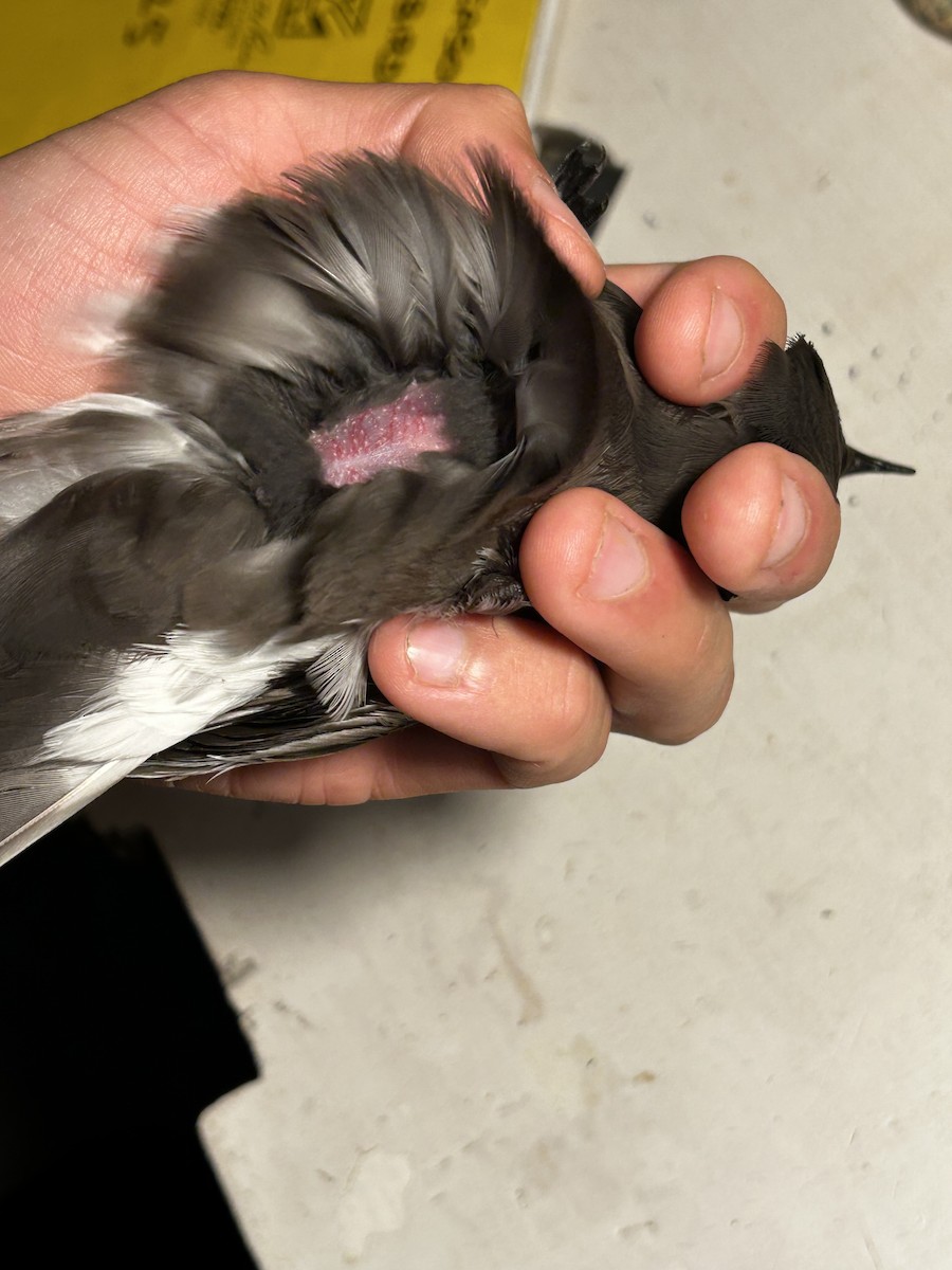 Band-rumped Storm-Petrel - ML645150877