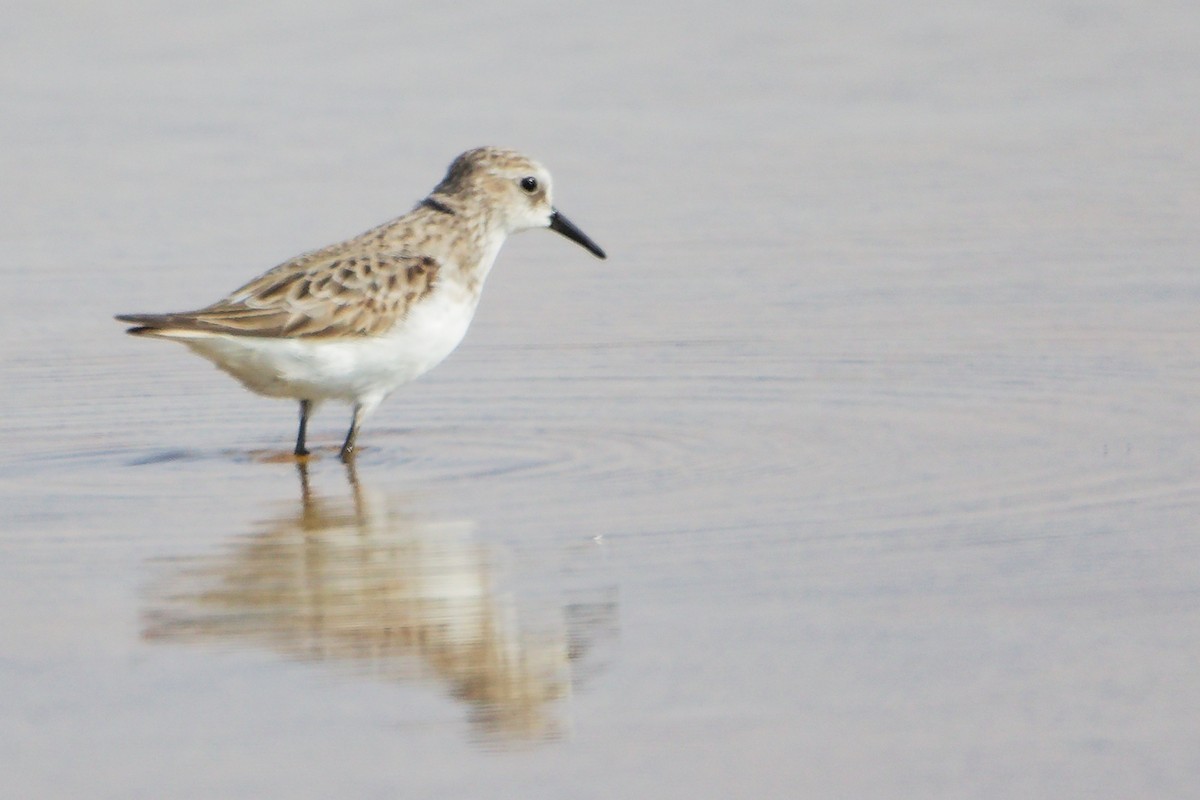 Little Stint - ML645150892