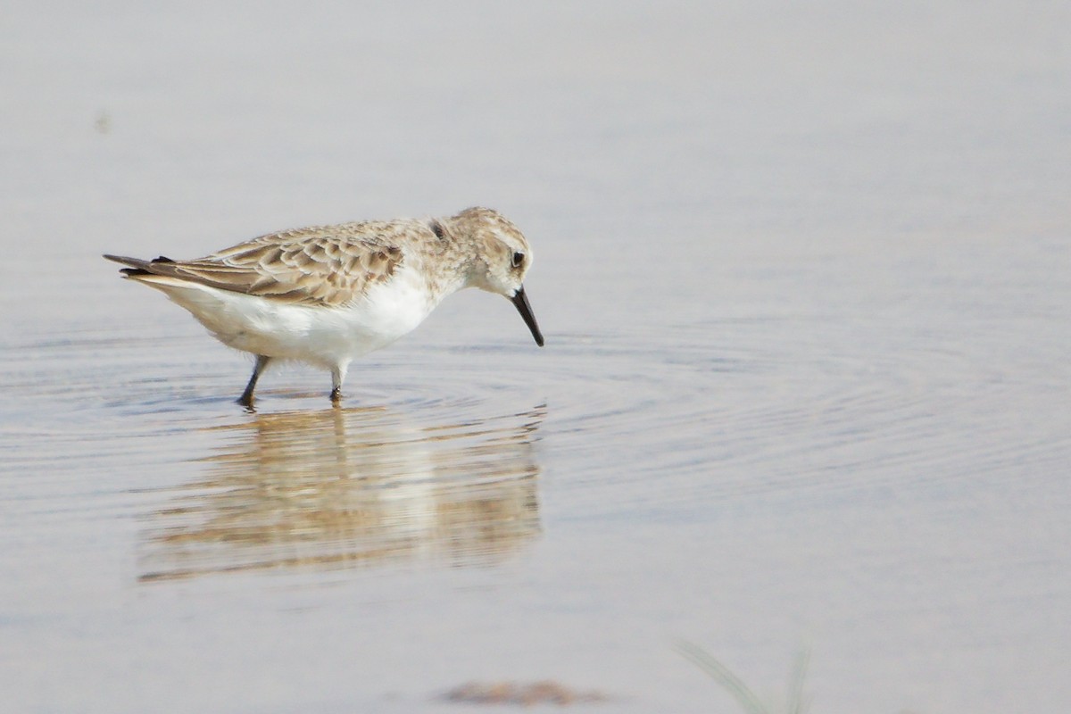Little Stint - ML645150893