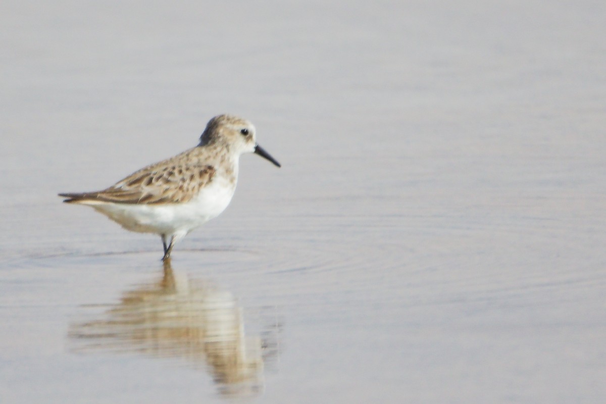 Little Stint - ML645150894
