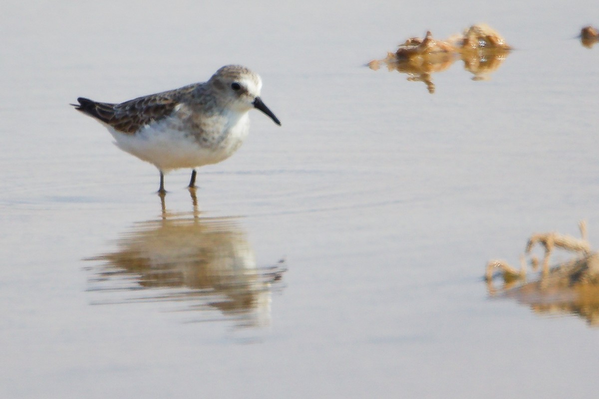 Little Stint - ML645150895