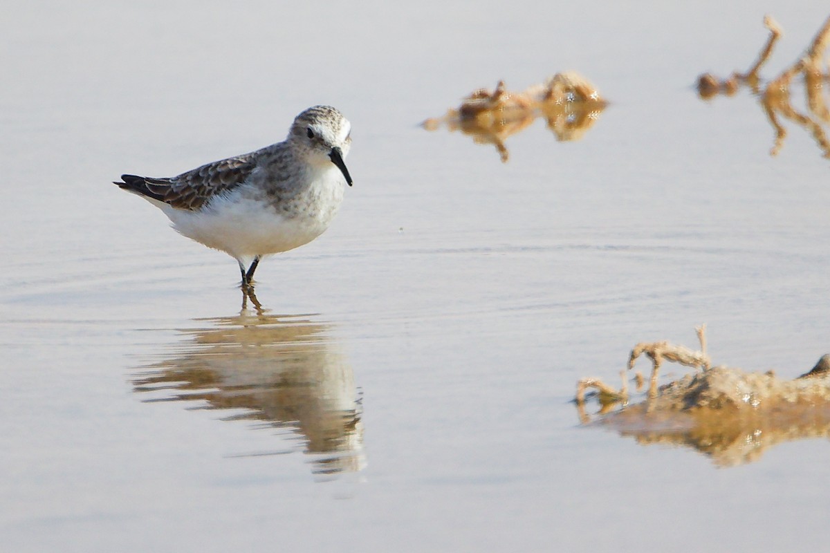 Little Stint - ML645150896