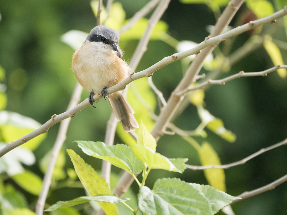 Tibetwürger - ML645150911