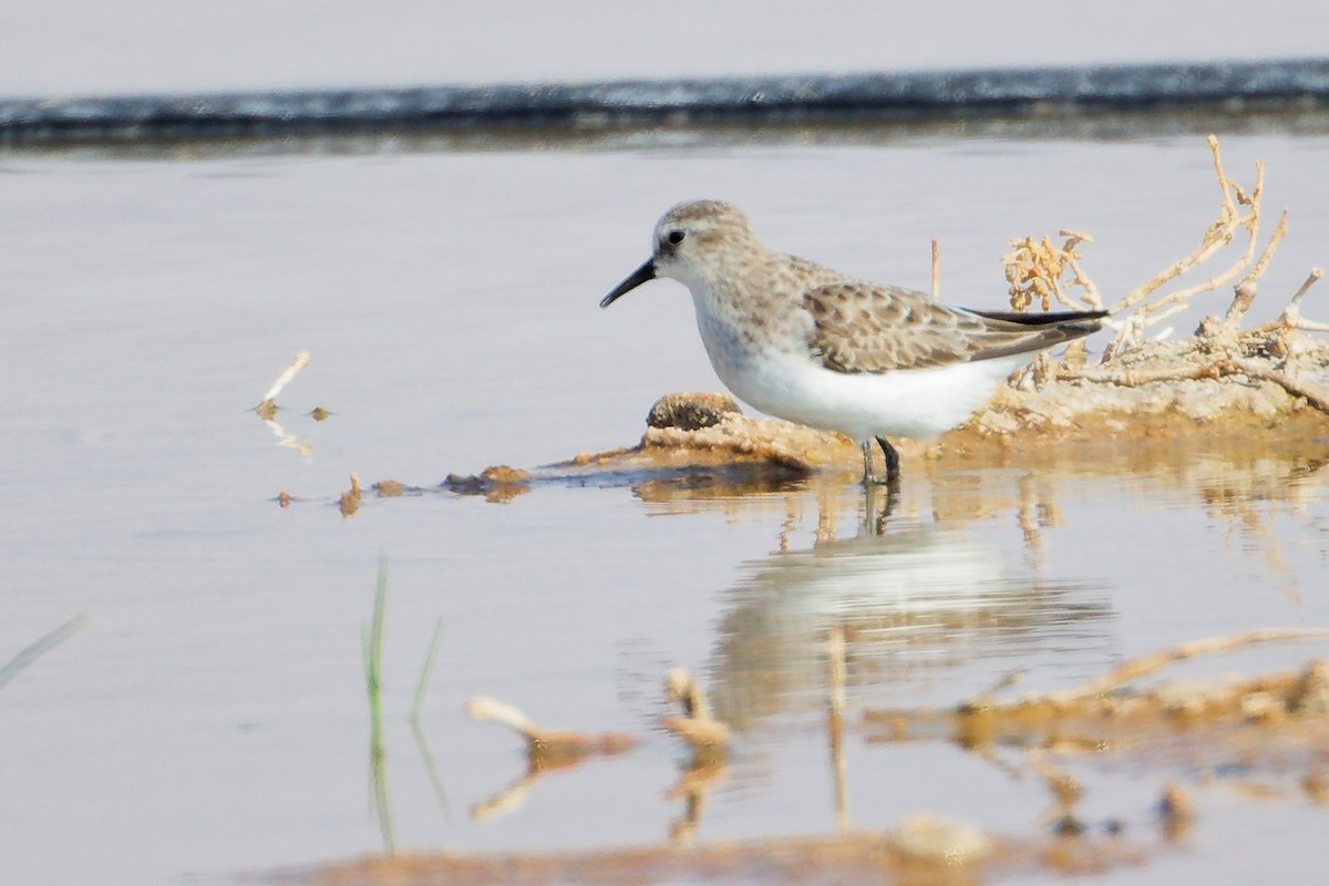 Little Stint - ML645150913