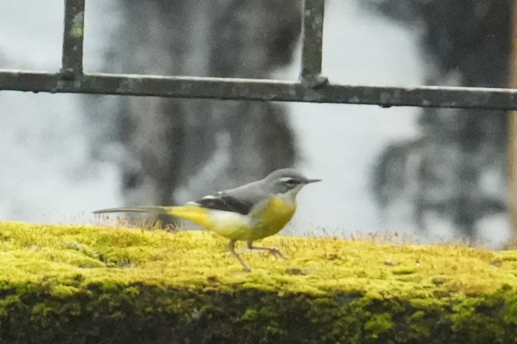 Gray Wagtail - ML645150914