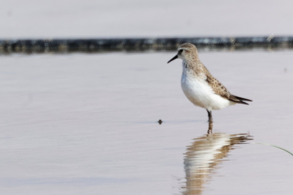 Little Stint - ML645150927