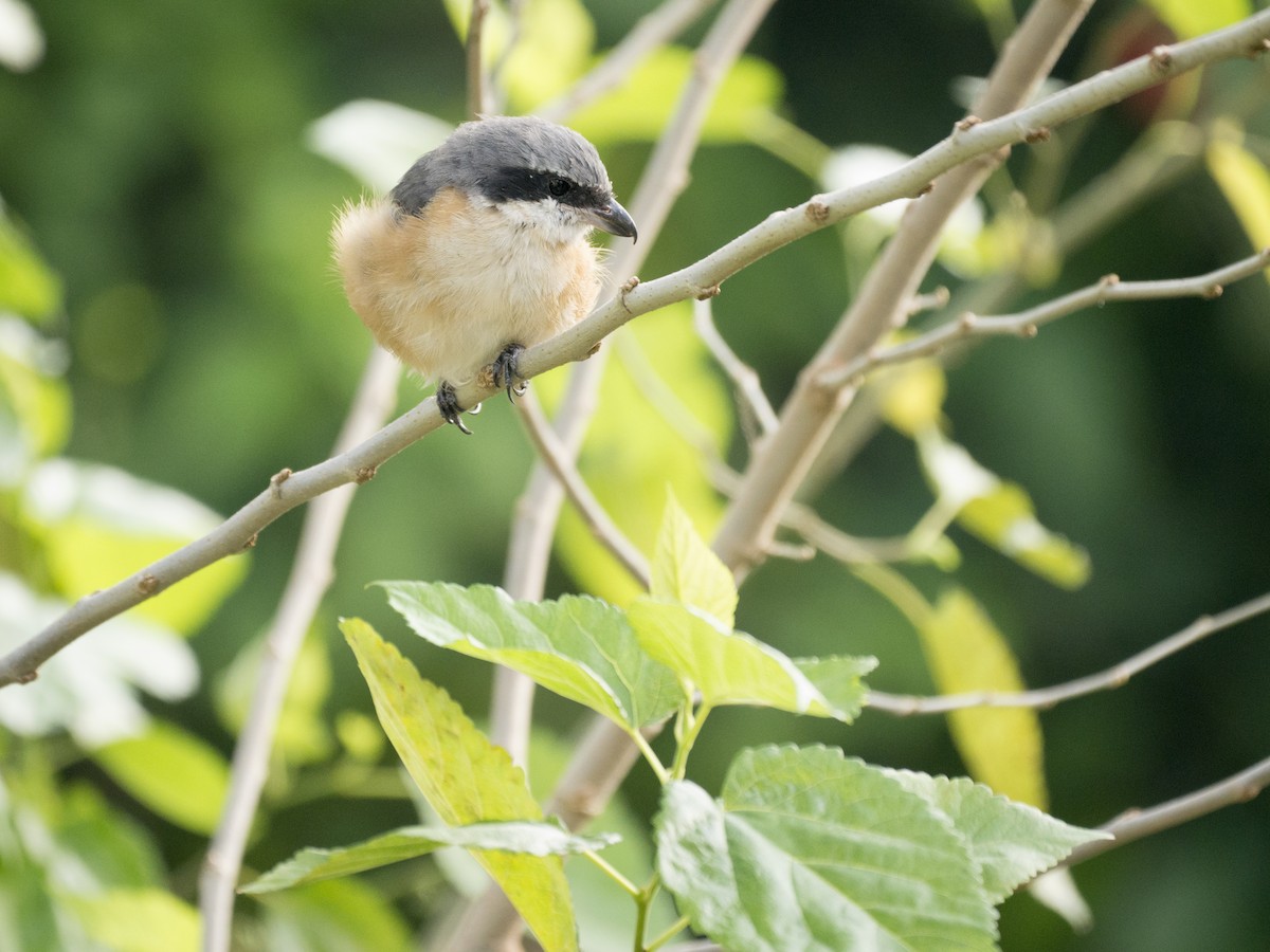 Tibetwürger - ML645150929