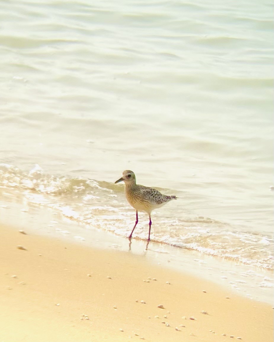 Chorlito Gris - ML645150930