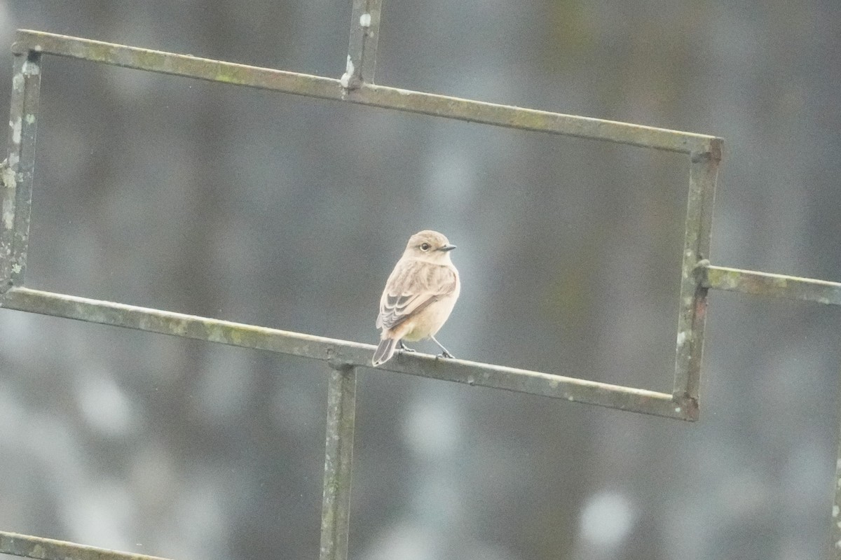 Gray Bushchat - ML645150940