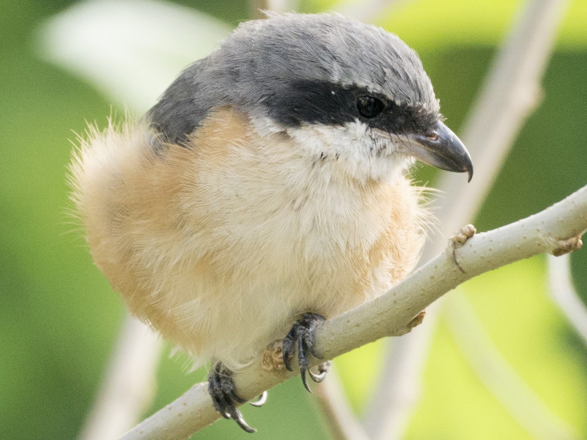 Tibetwürger - ML645150944