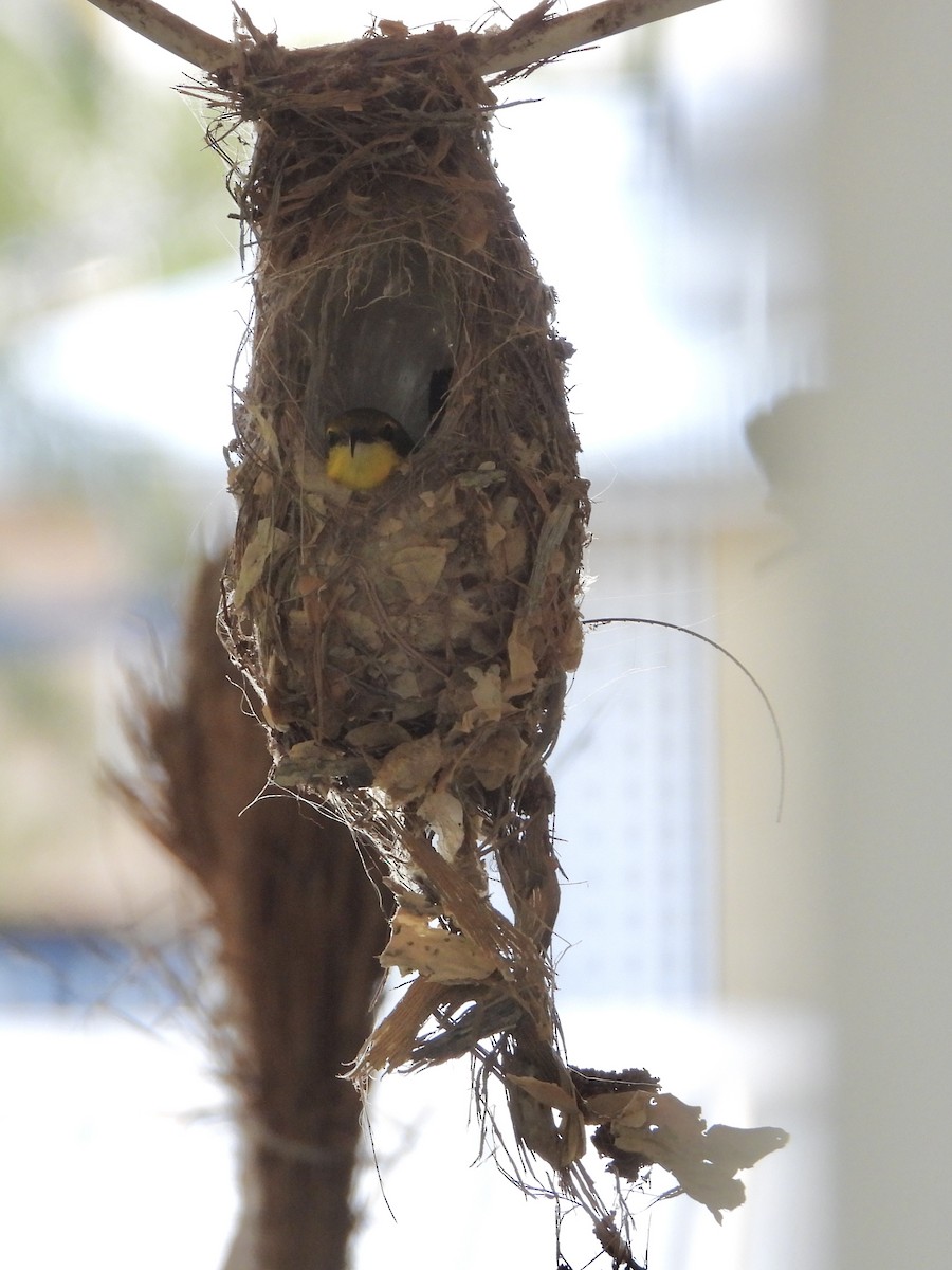 Sahul Sunbird - ML645150946