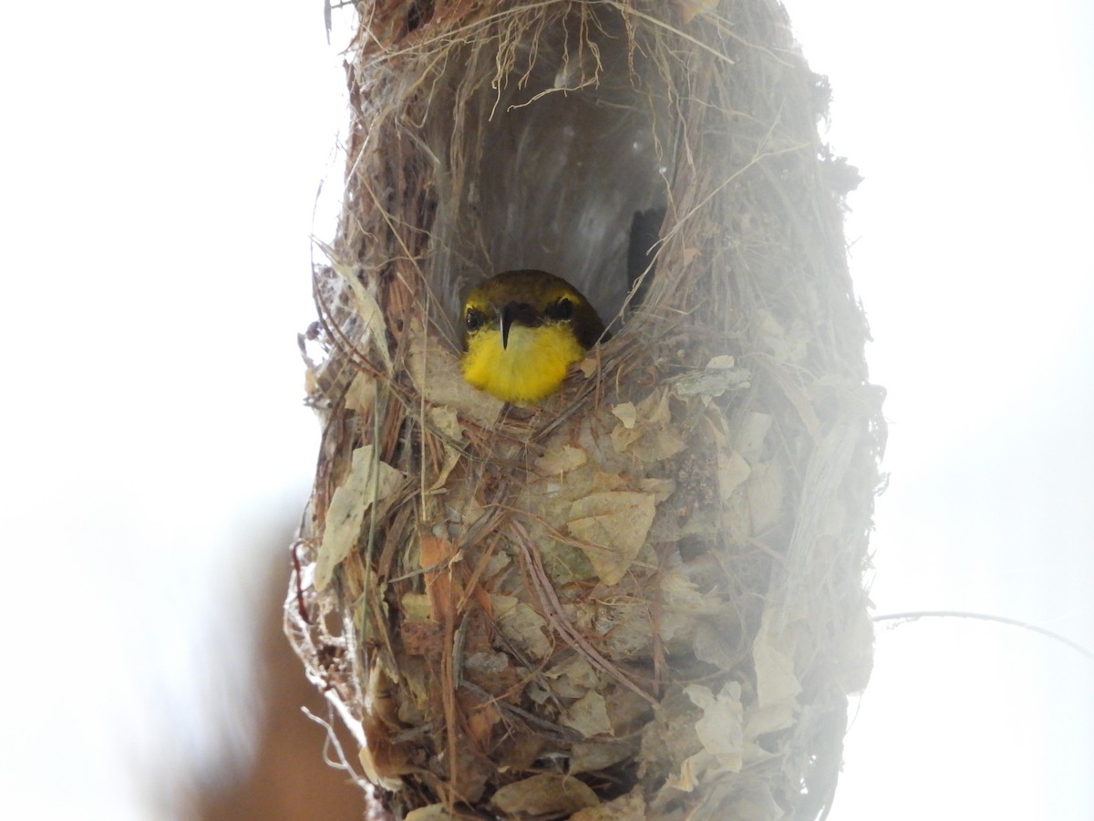 Sahul Sunbird - ML645150947