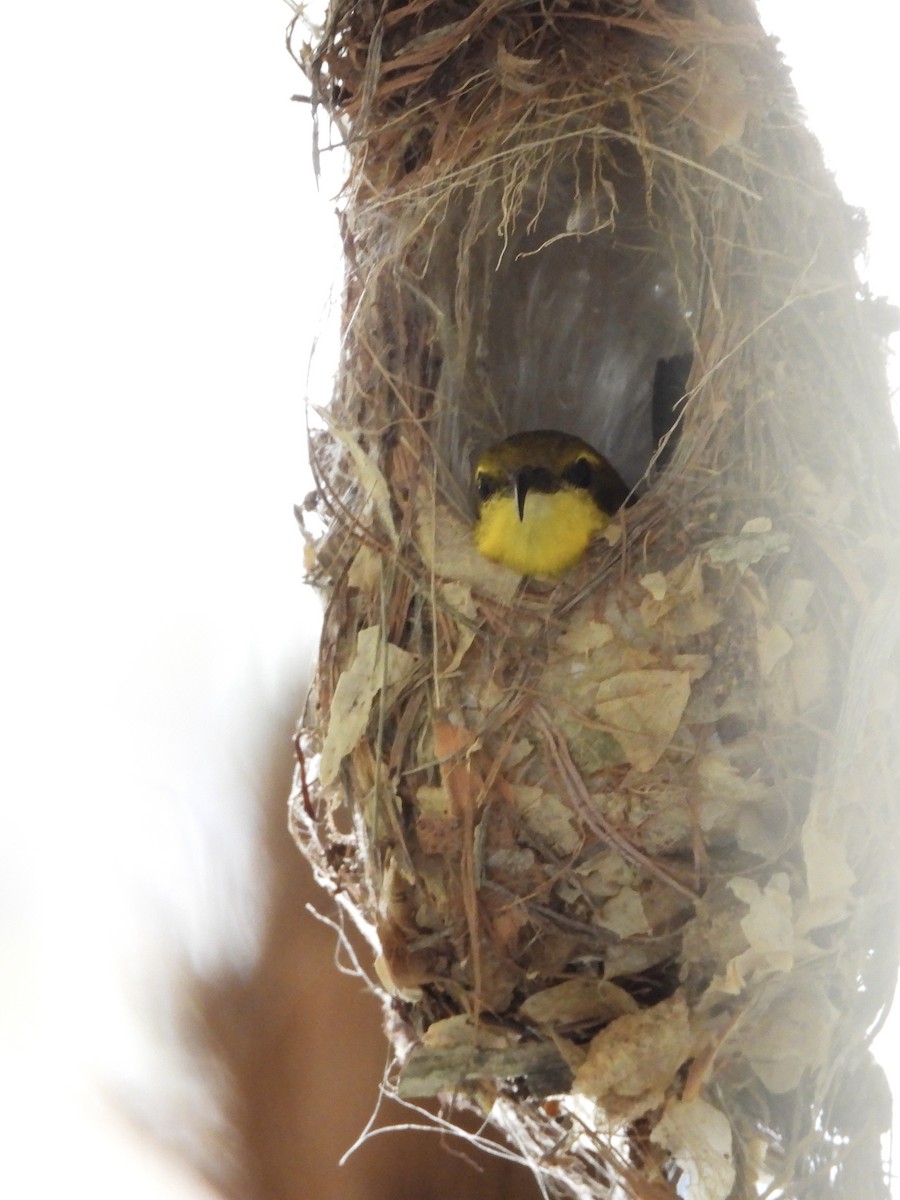 Sahul Sunbird - ML645150948