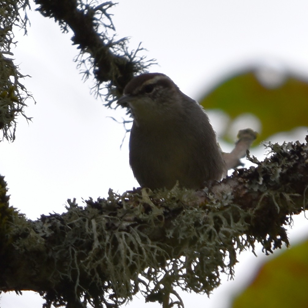 Bewick's Wren - ML645150952