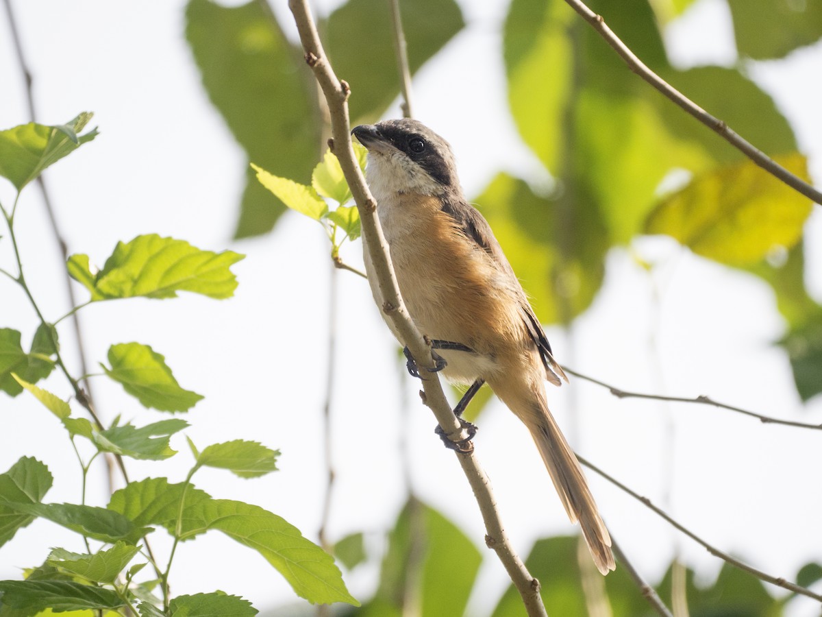 Tibetwürger - ML645150956