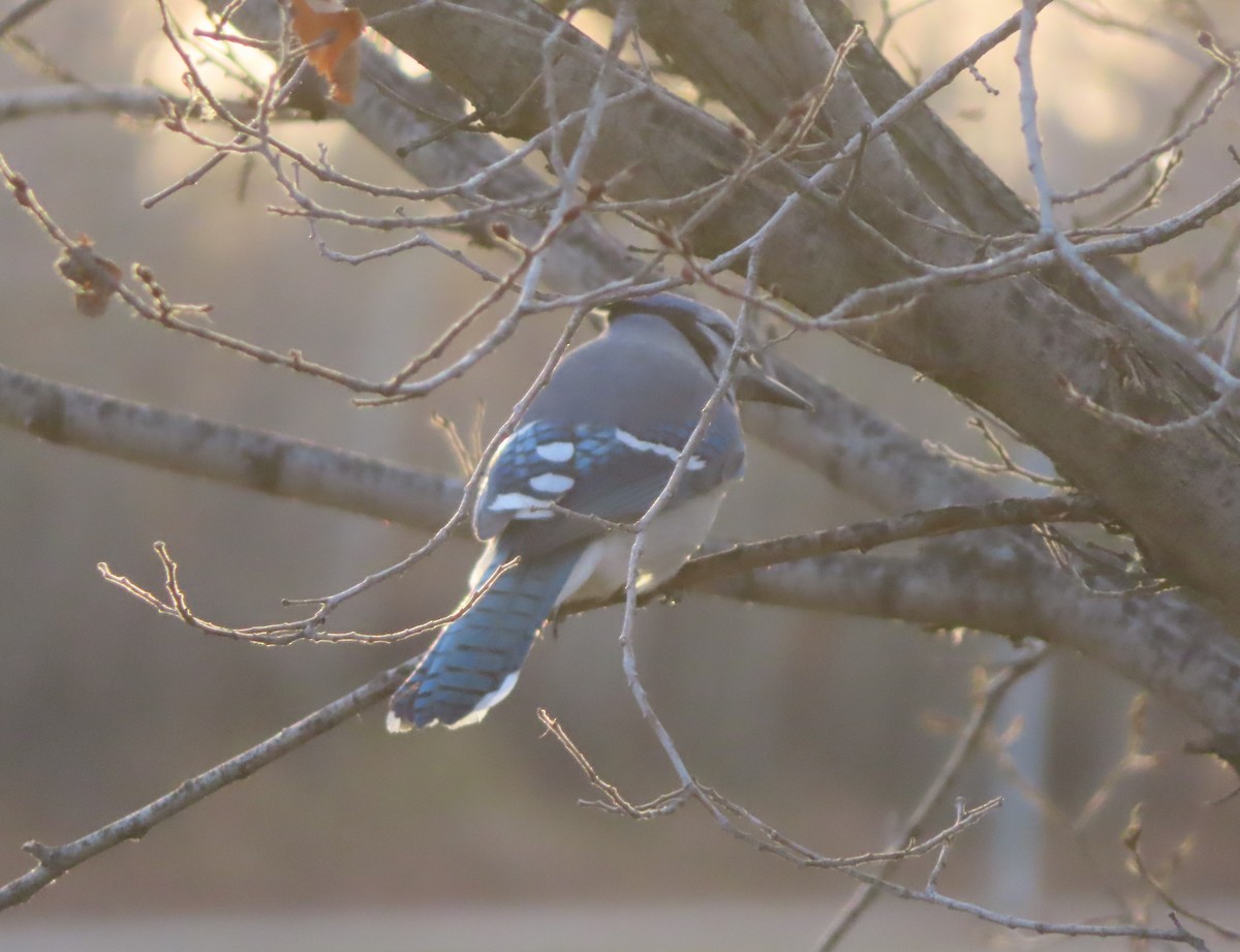 Blue Jay - ML645150971