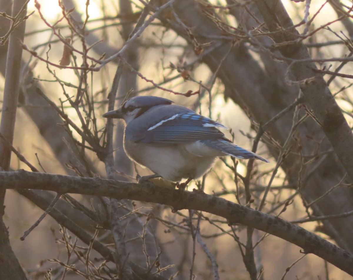 Blue Jay - ML645150973