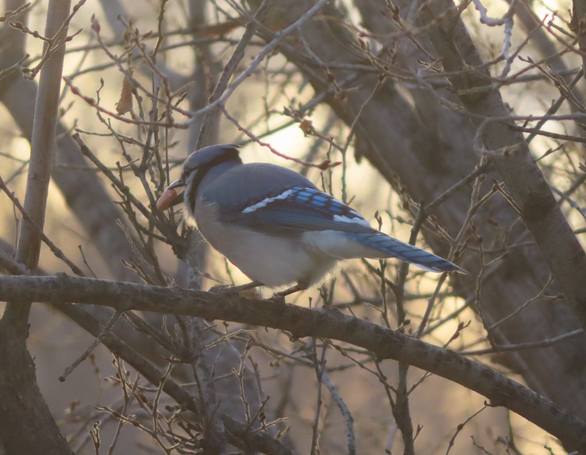 Blue Jay - ML645150975