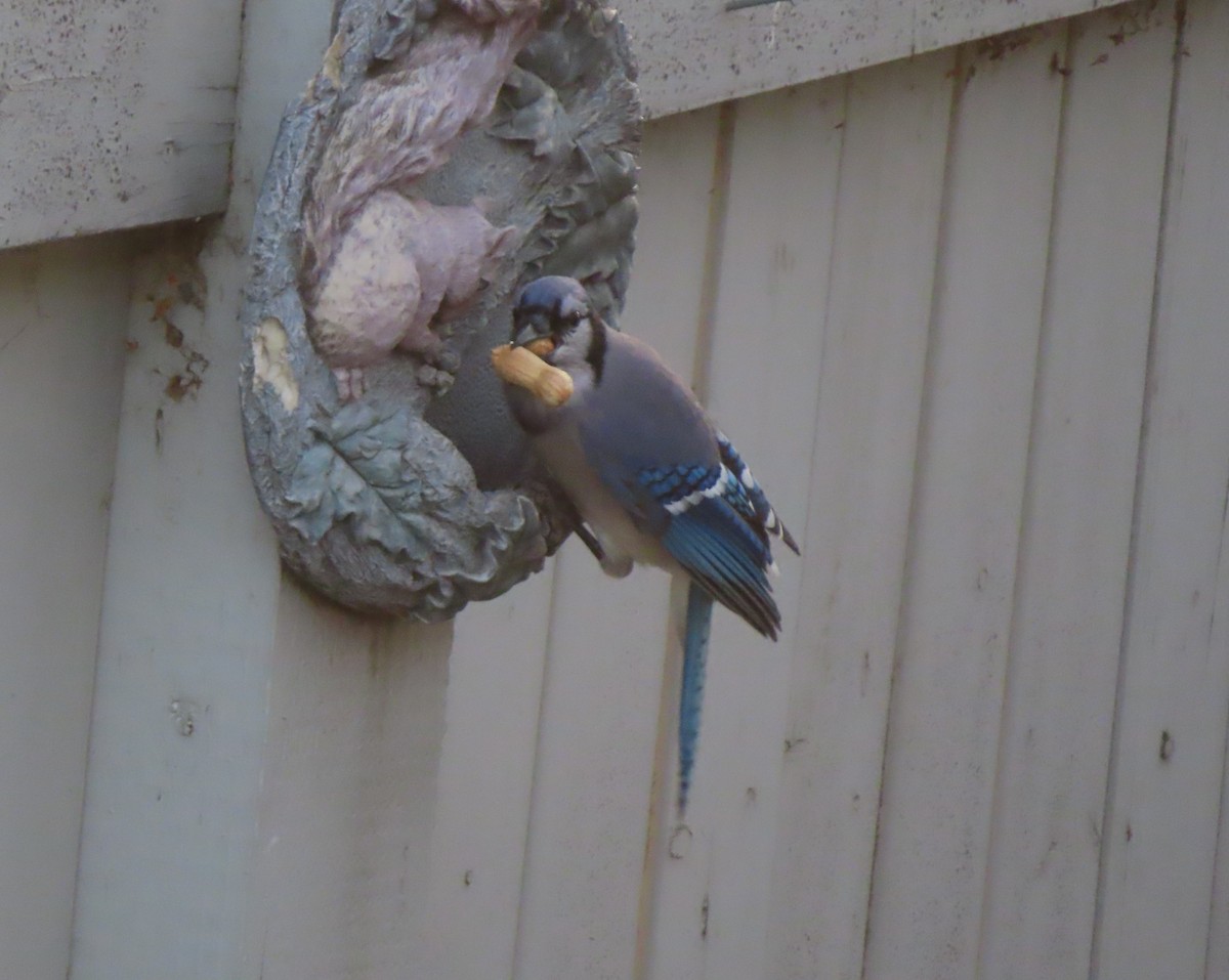 Blue Jay - ML645150977