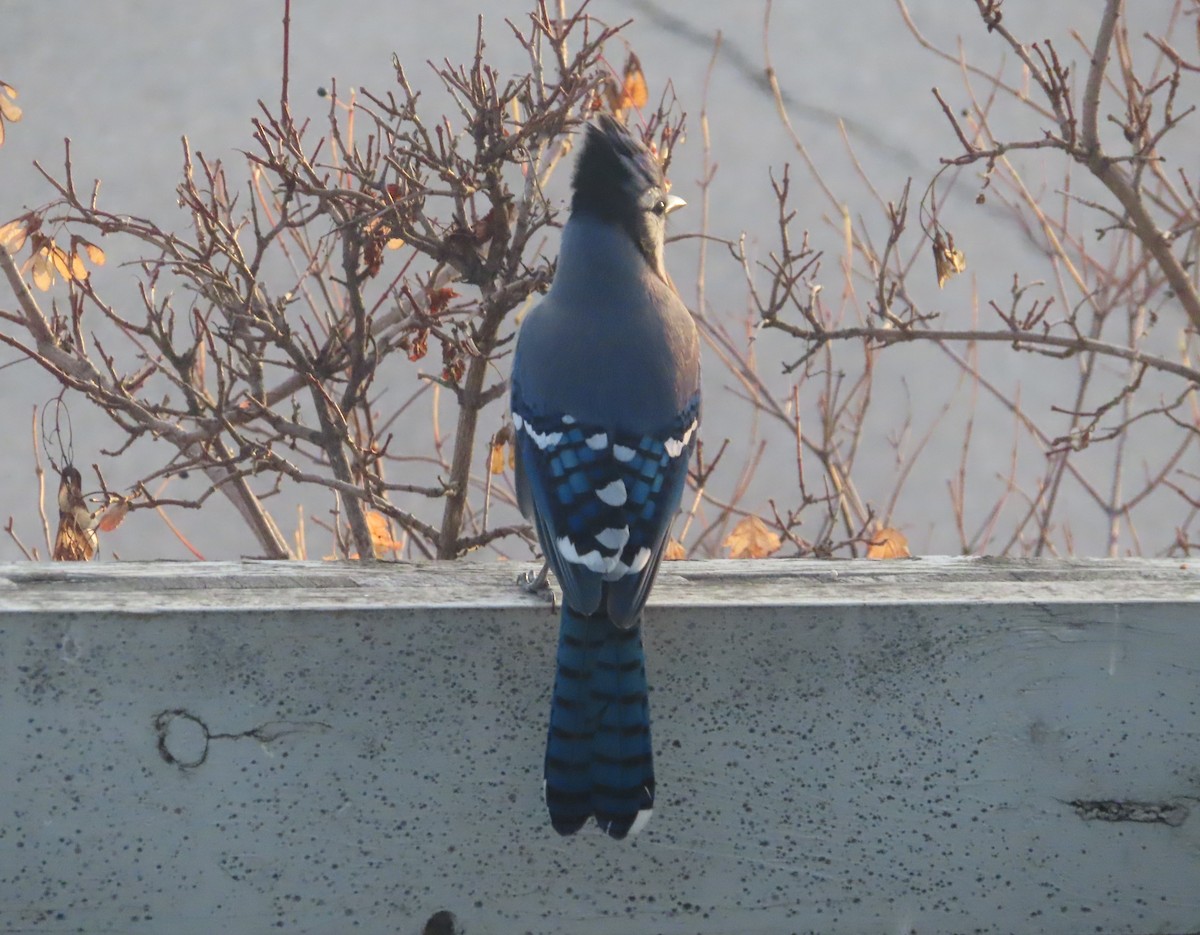 Blue Jay - ML645150978