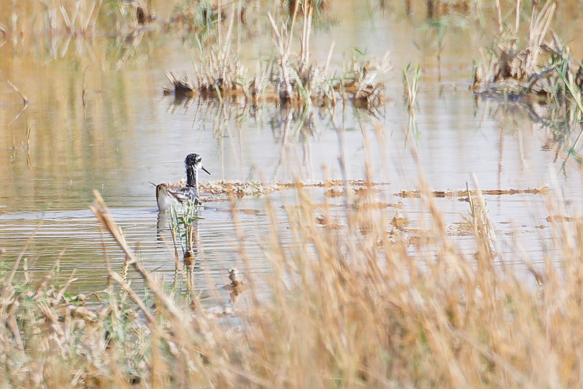 Плавунець круглодзьобий - ML645150986