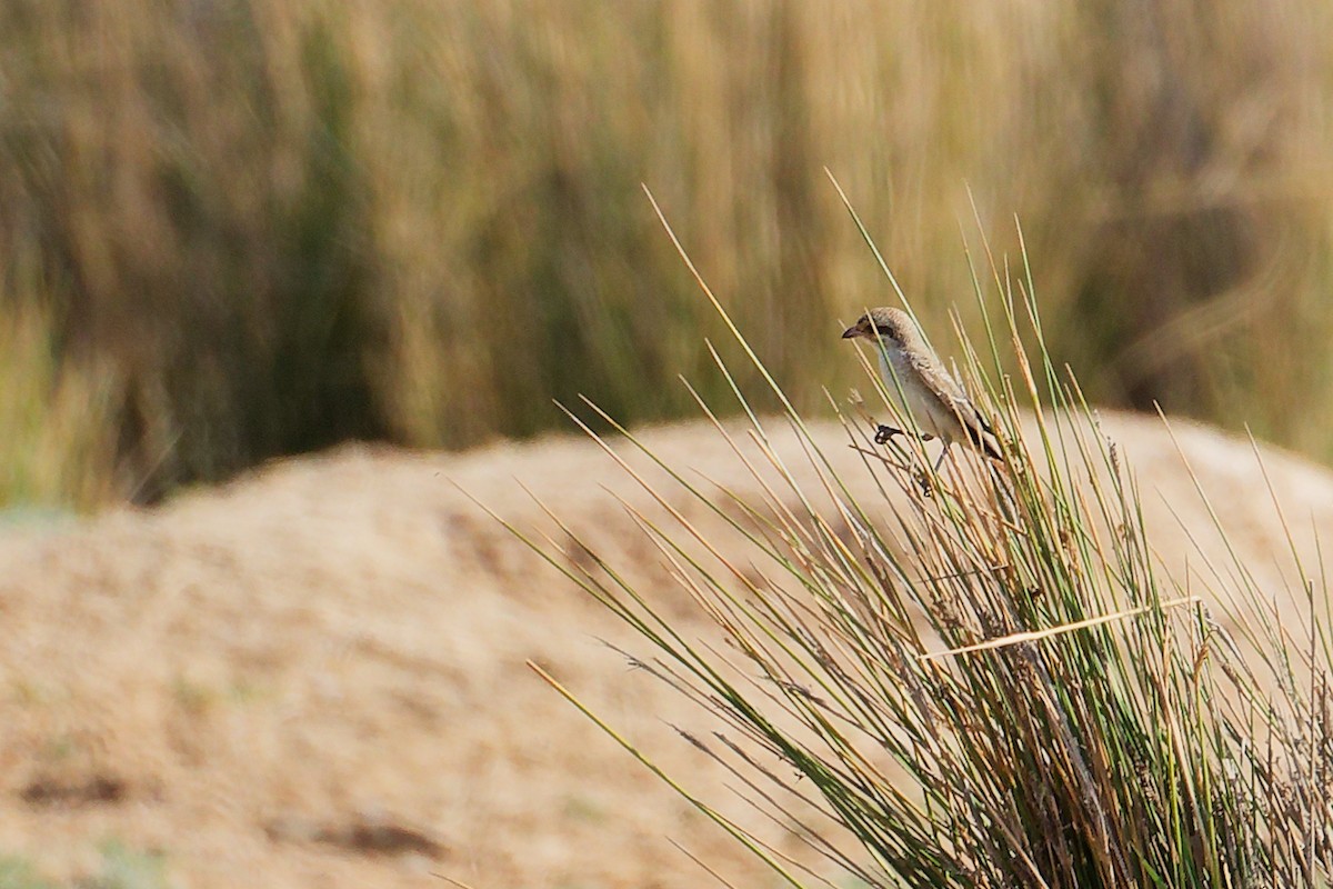 Isabellwürger - ML645151008