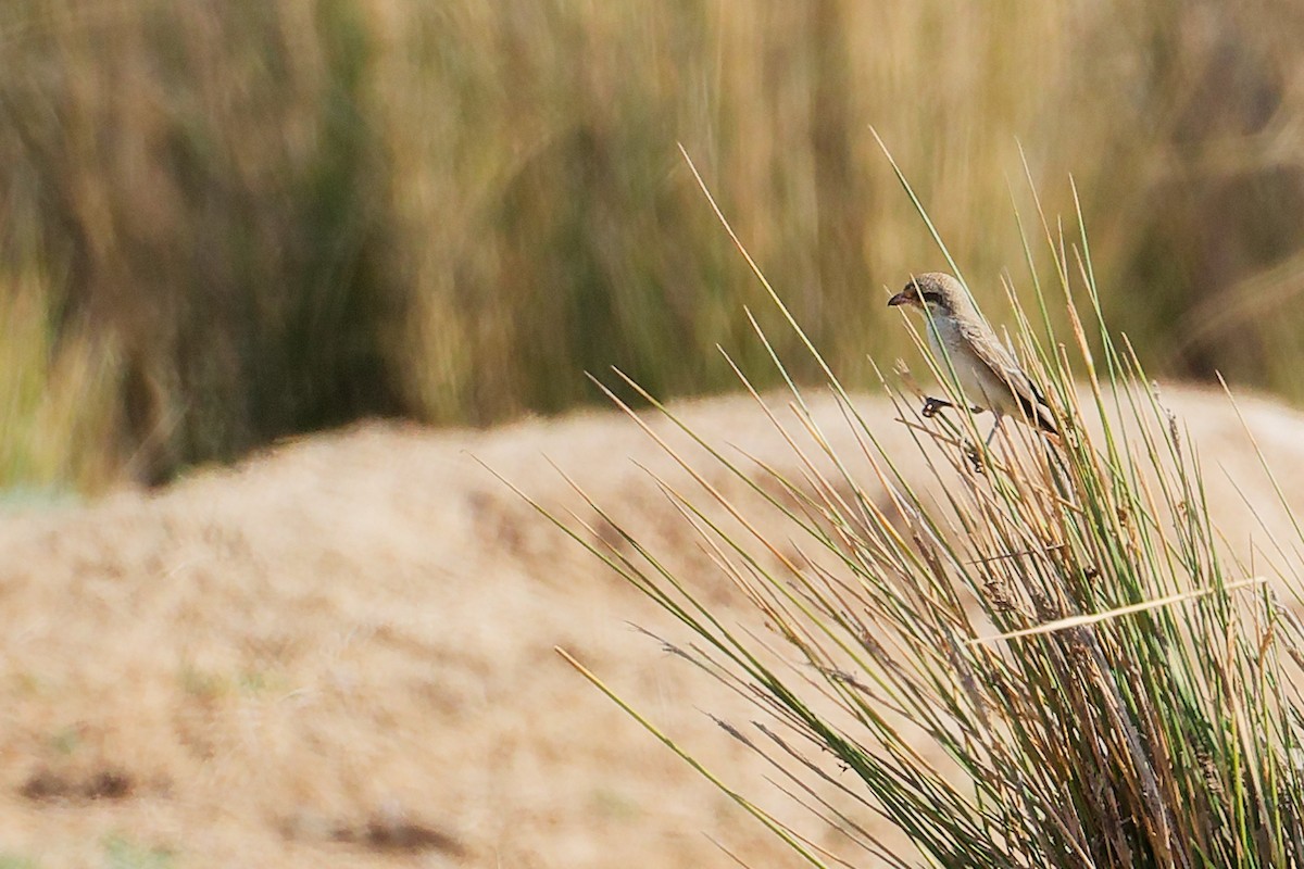 Isabellwürger - ML645151009